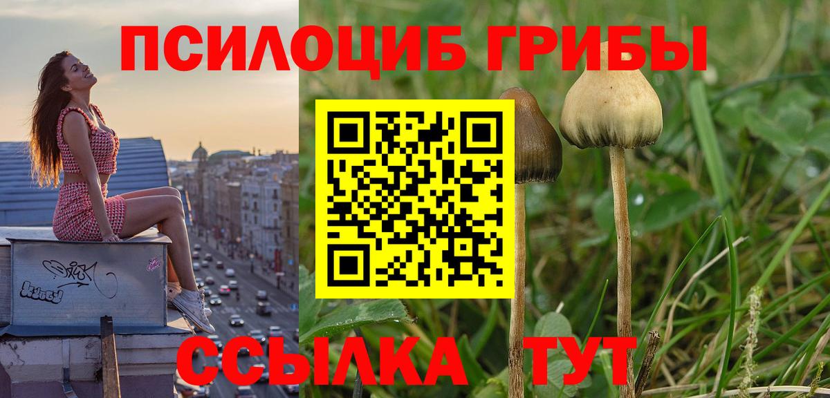 Елец  Псилоцибиновые грибы MAGIC MUSHROOMS  Вход с VPN 